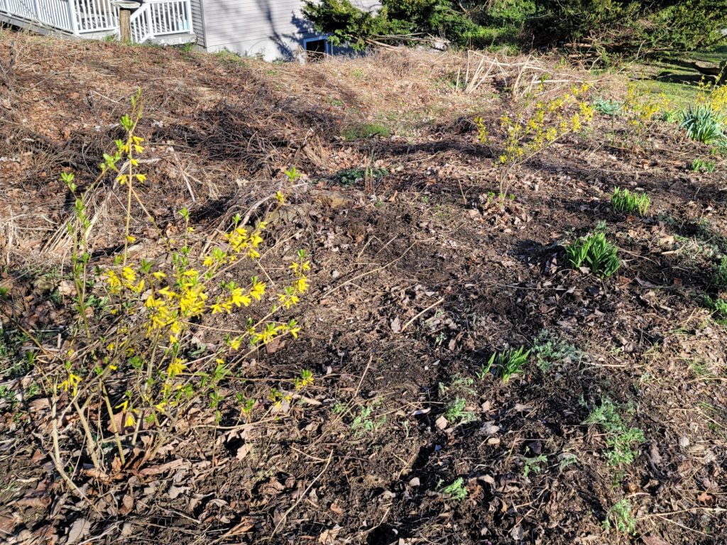 Transplanting the root suckers: Forsythia transplants after one year