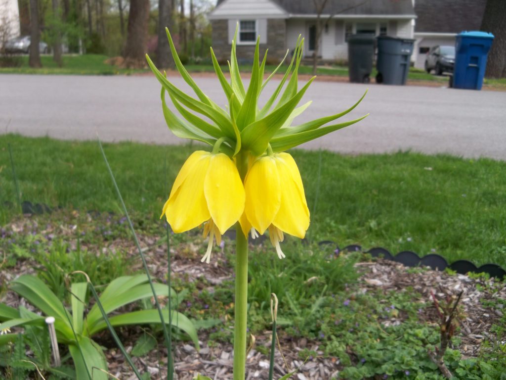 Deer resistant perennials: Crown Imperial