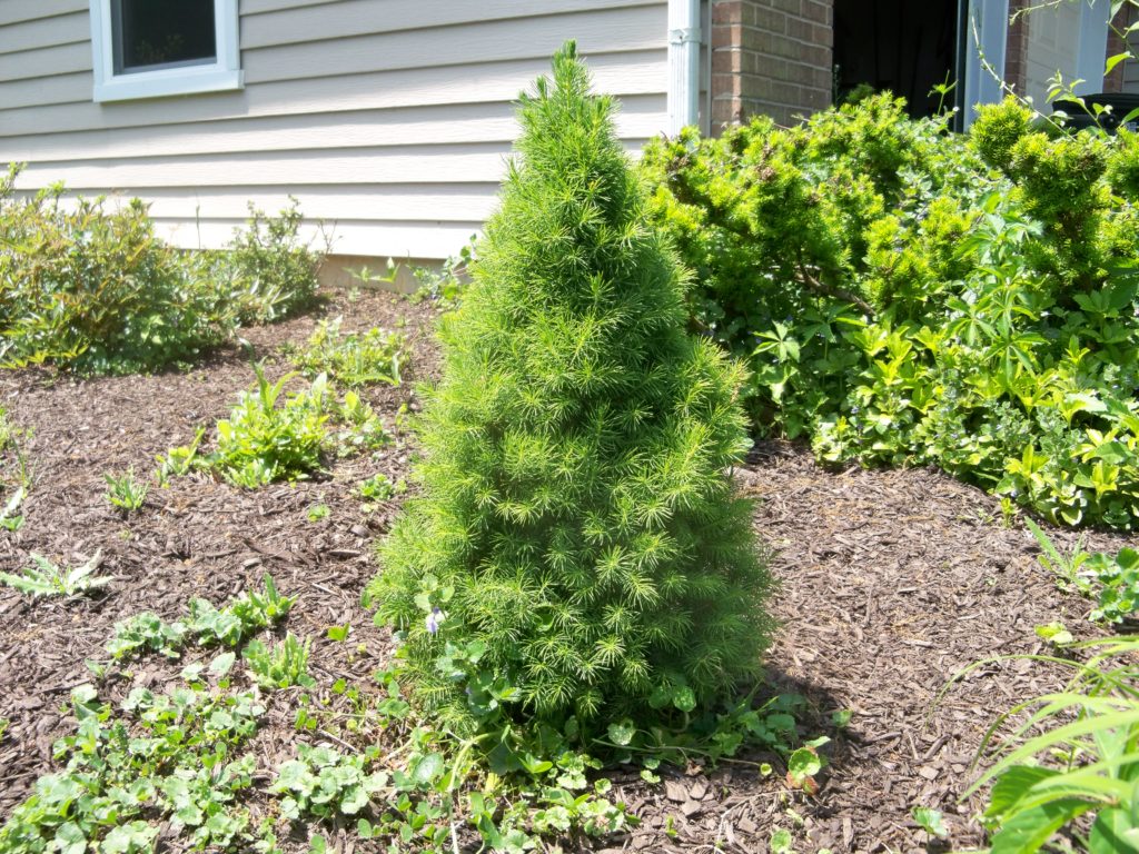 Dwarf Alberta Spruce