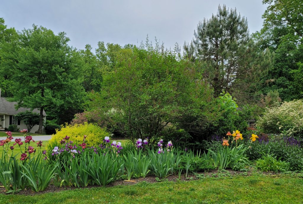 Deer resistant landscaping designs: Sunny island bed