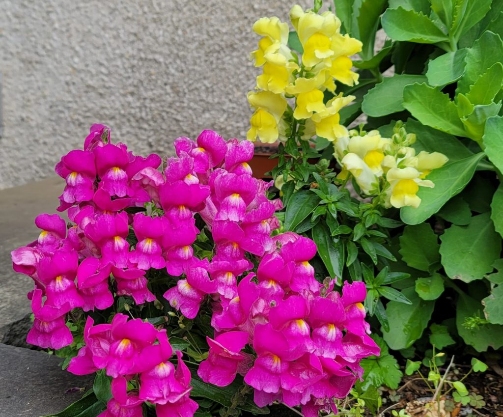 Deer resistant annuals: Snapdragon