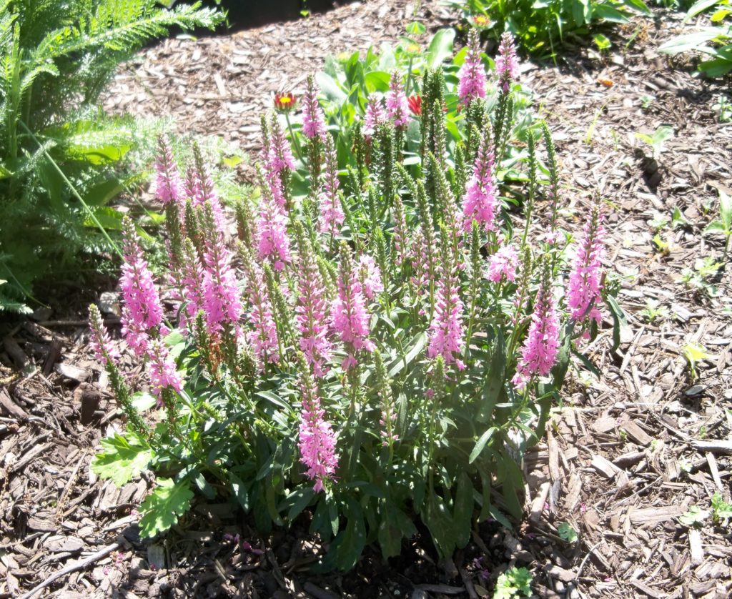 Deer resistant perennials: Speedwell