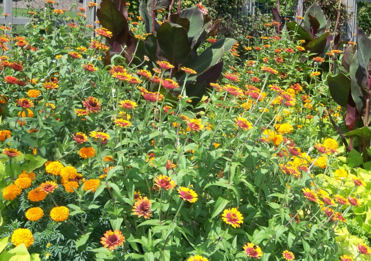 Deer resistant annuals