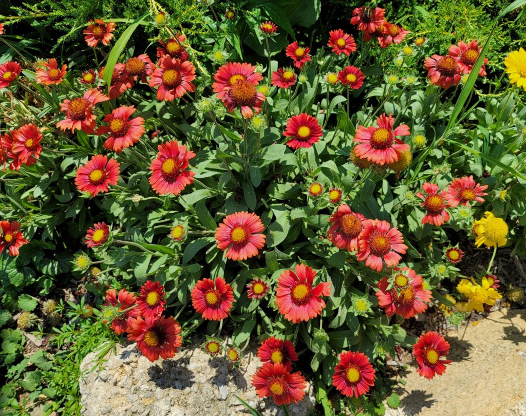 Deer resistant perennials: Blanket flower