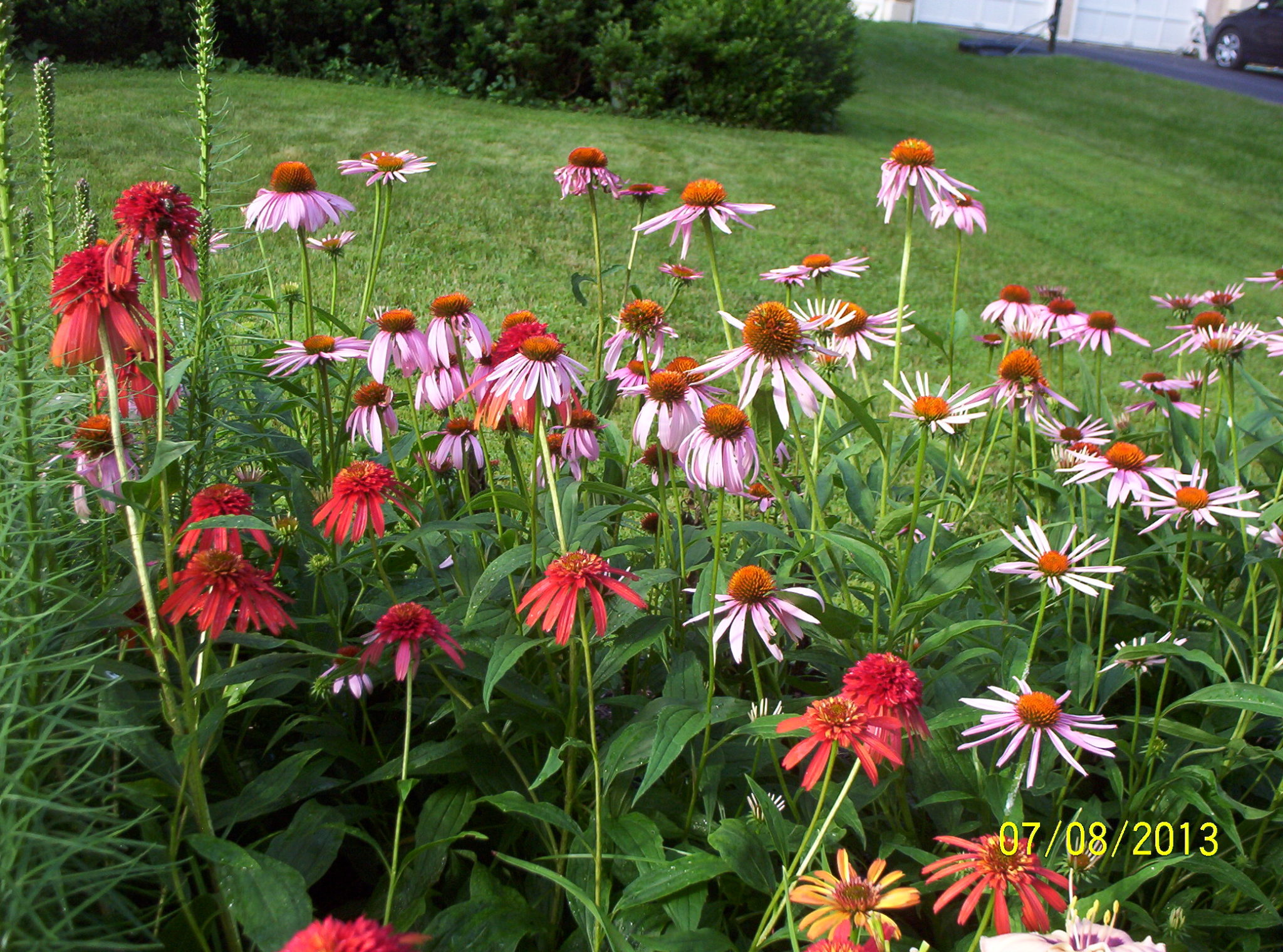 Growing and Caring for Coneflowers in the Northeast