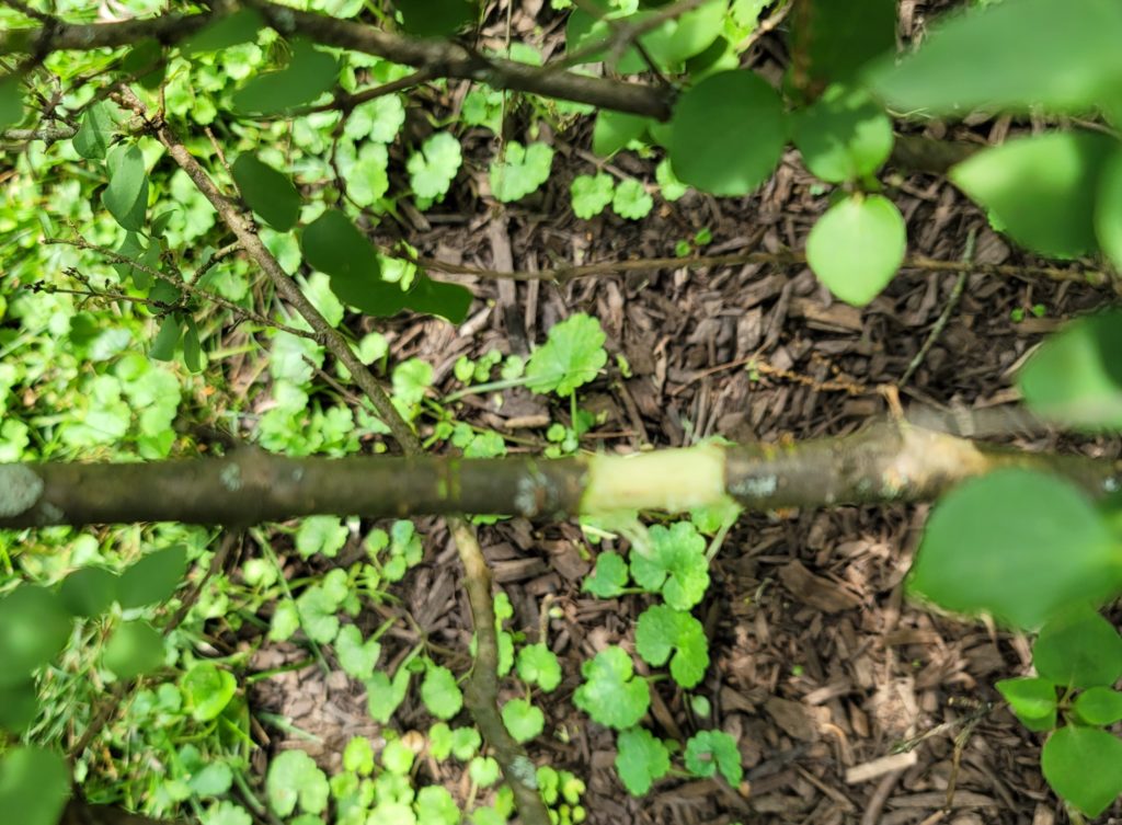 Propagation by air layering: step 1. Remove bark