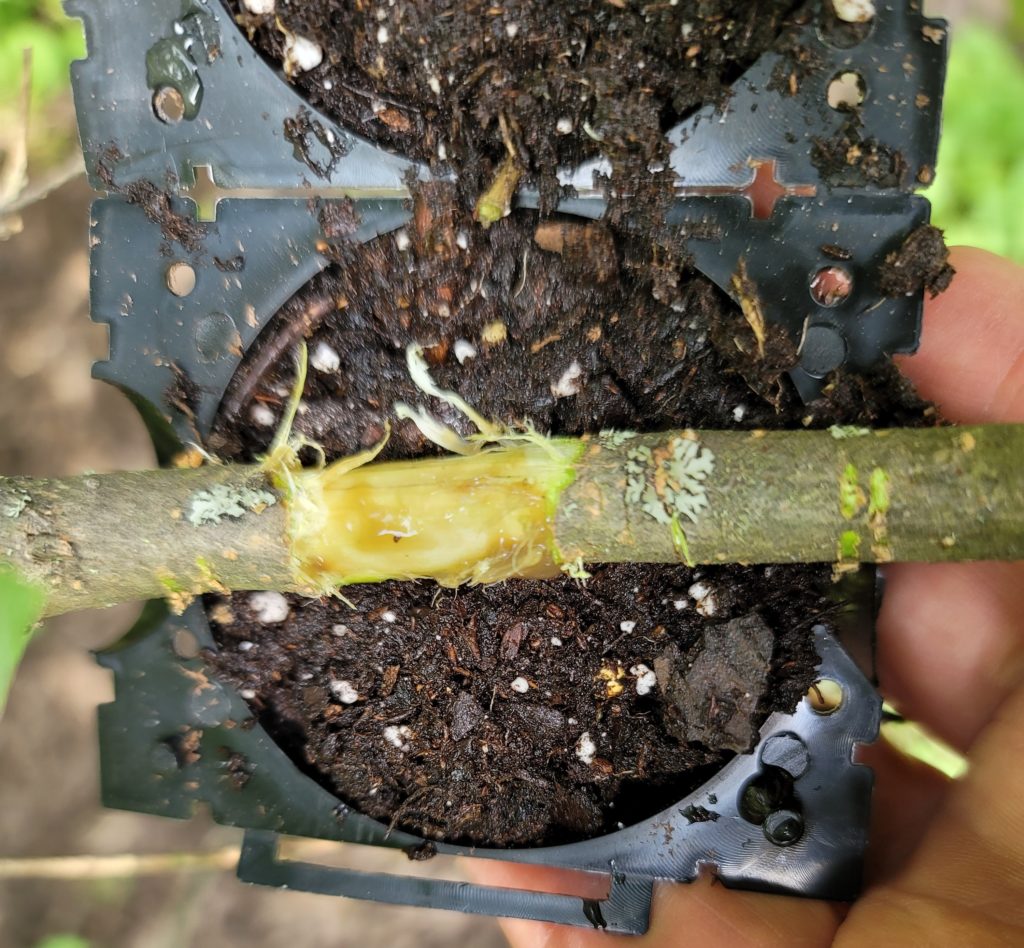 Propagation by air layering: step 2. Apply rooting gel