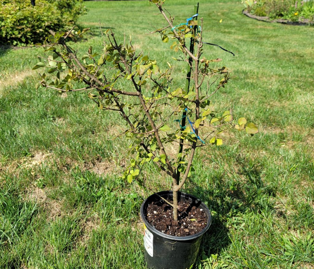 Propagation by air layering: A new rooted plant in pot