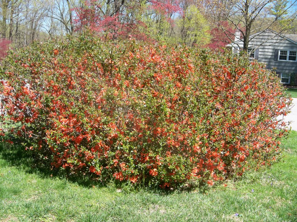 Flowering Quince