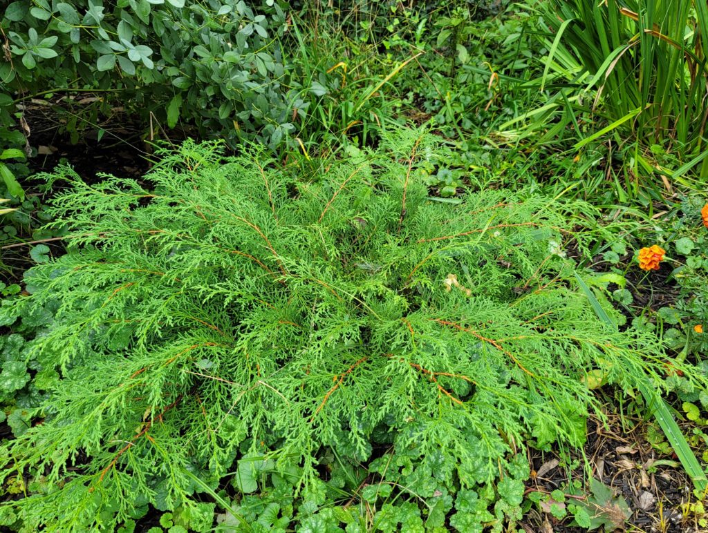 Siberian Carpet Cypress "Fuzzball"