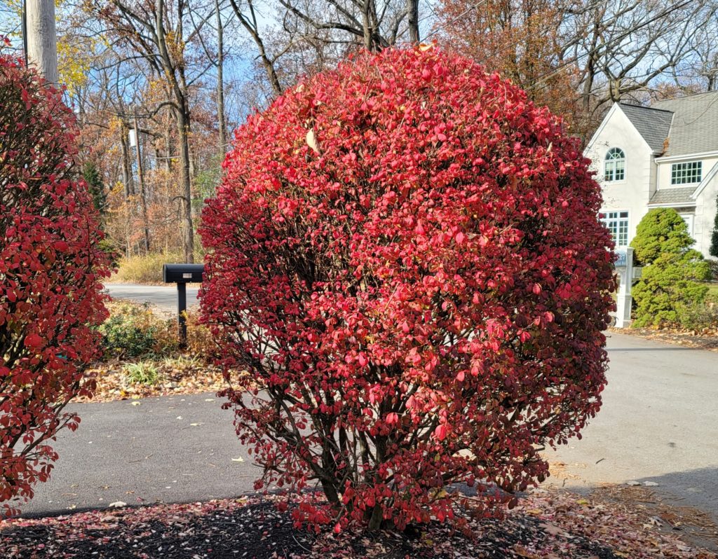 Burning Bush