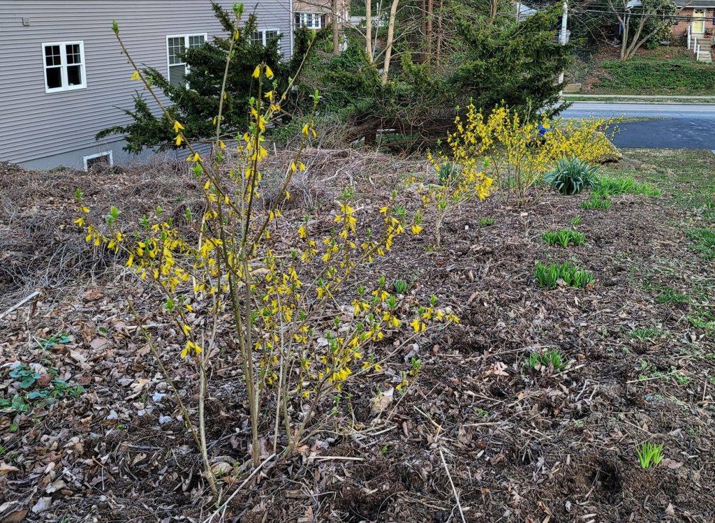 Transplanting the root suckers: Forsythia transplants after two years