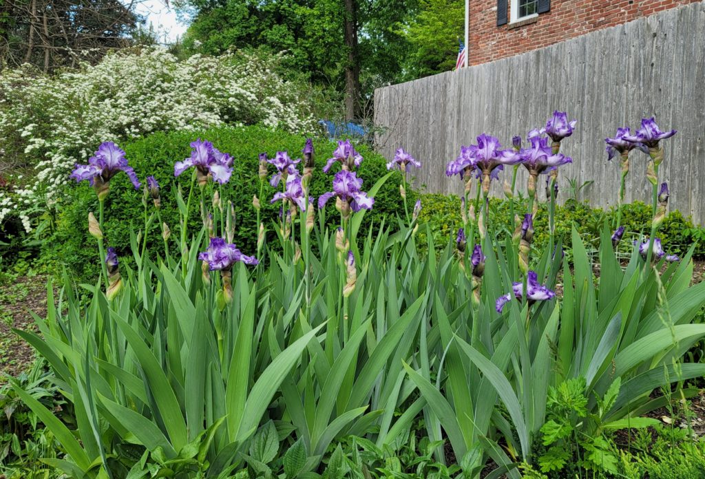 Caring for irises: Bearded Iris