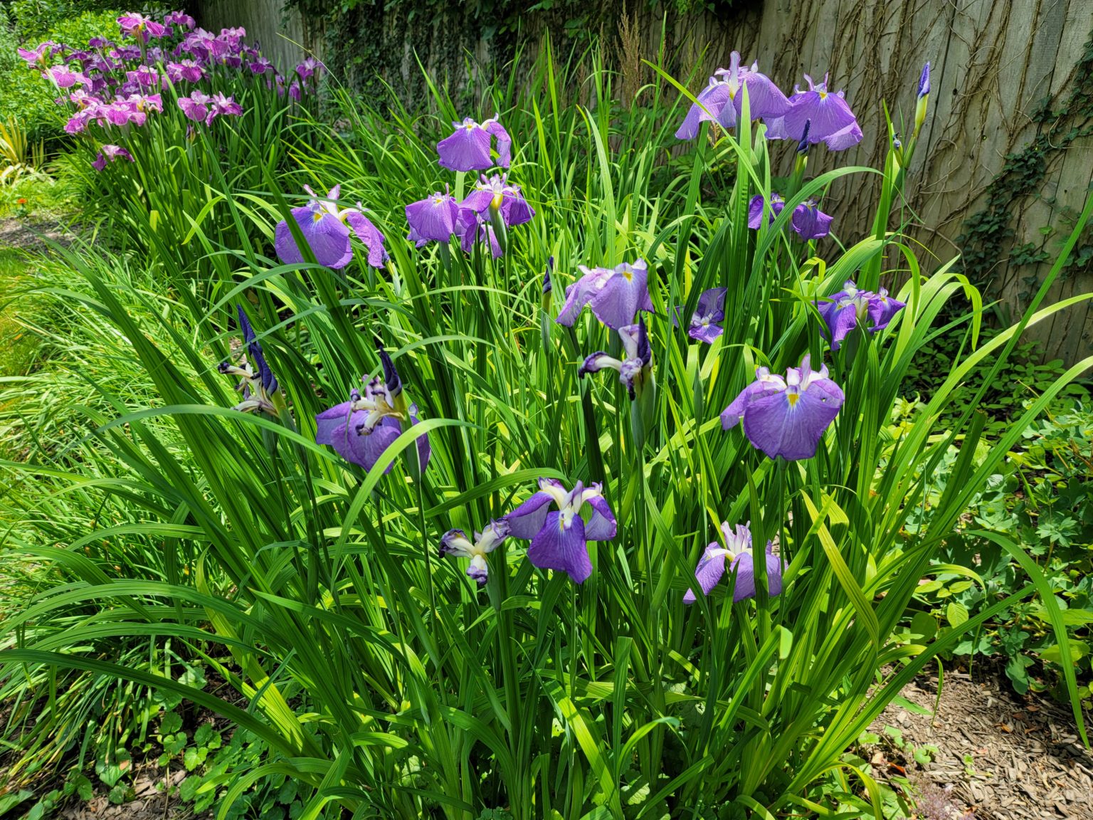 Growing and caring for Irises in the Northeast