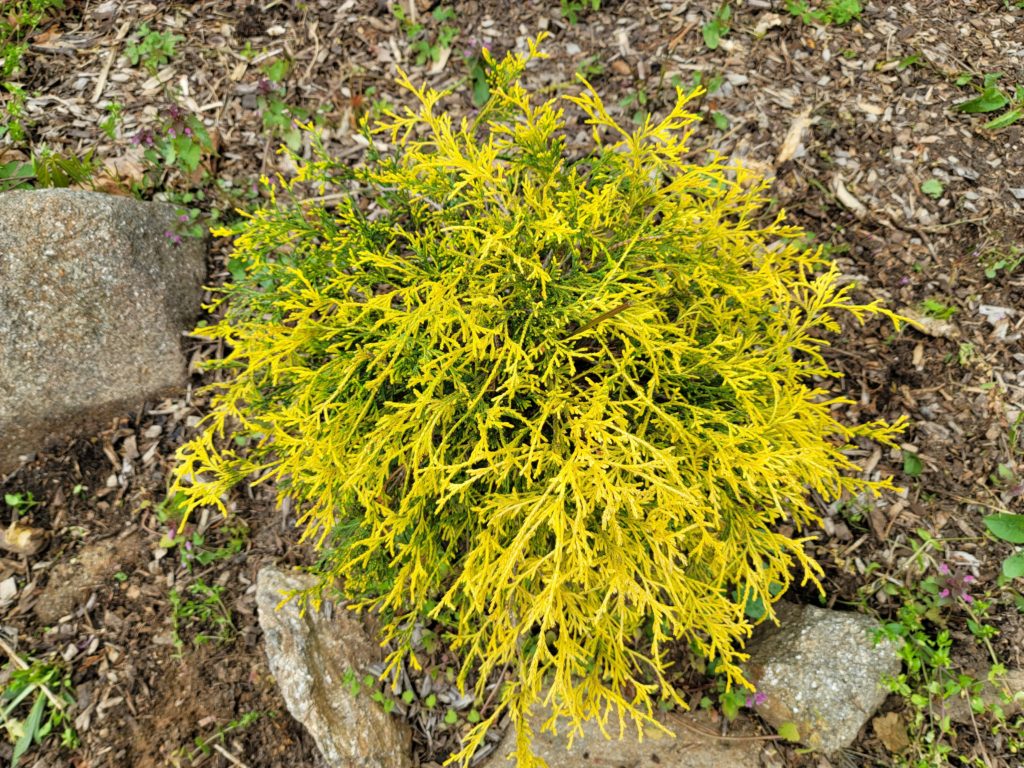 False Cypress King's Gold