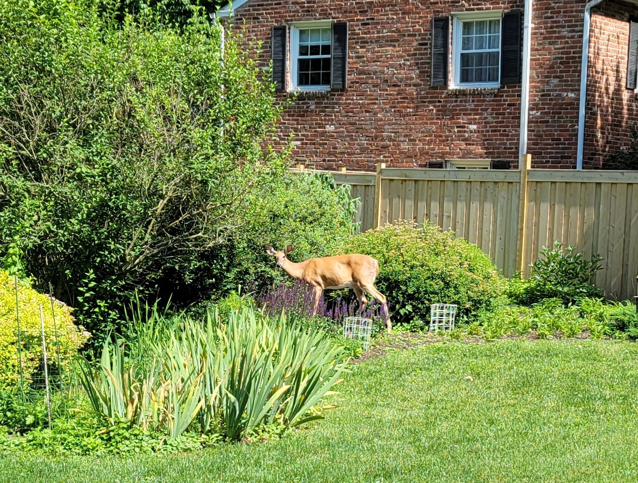 Deer resistant landscape designs