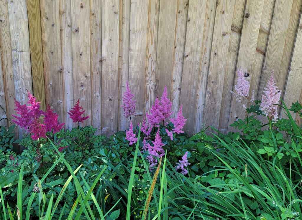 Tall astilbes