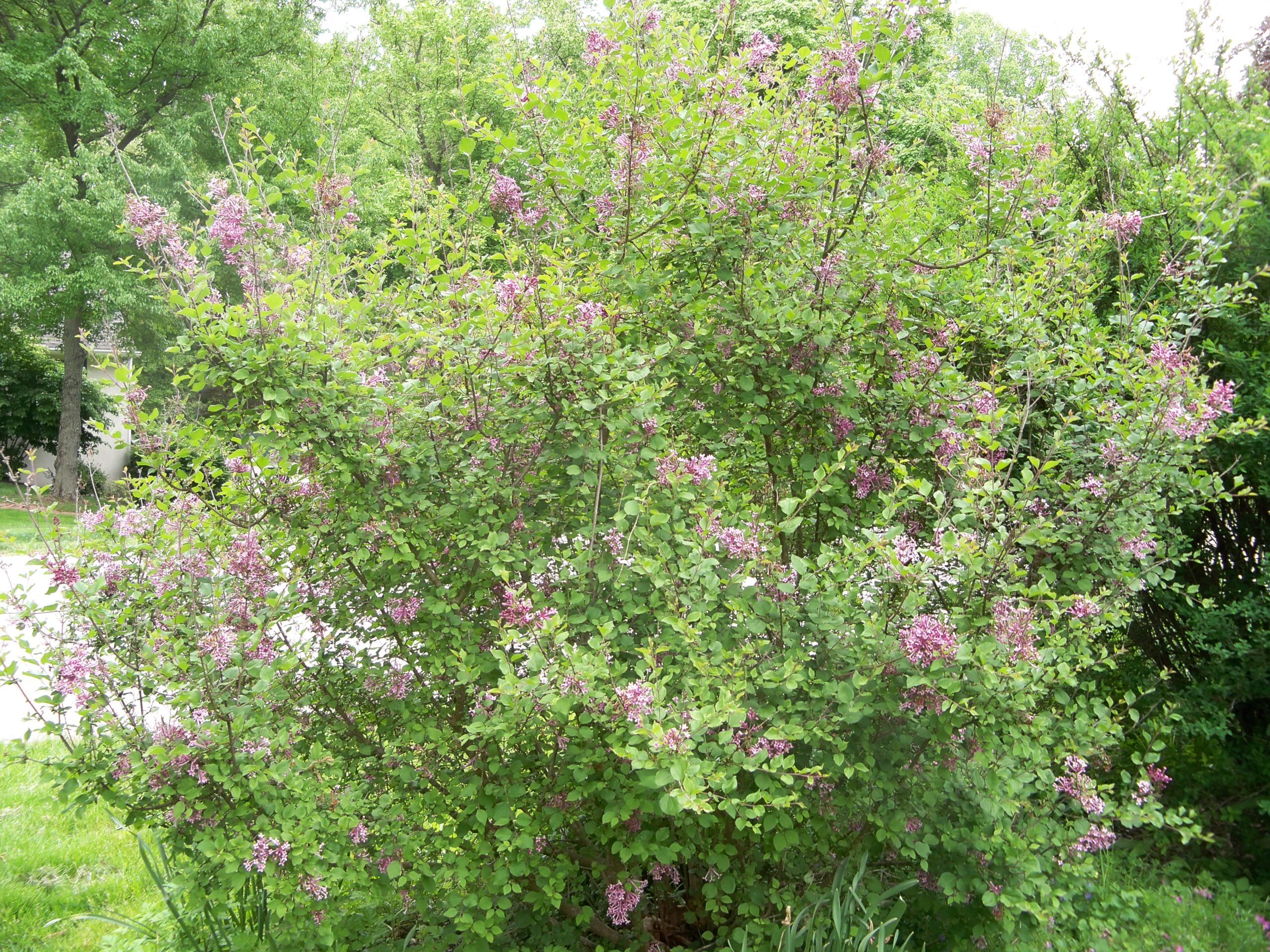 Boomerang Lilac