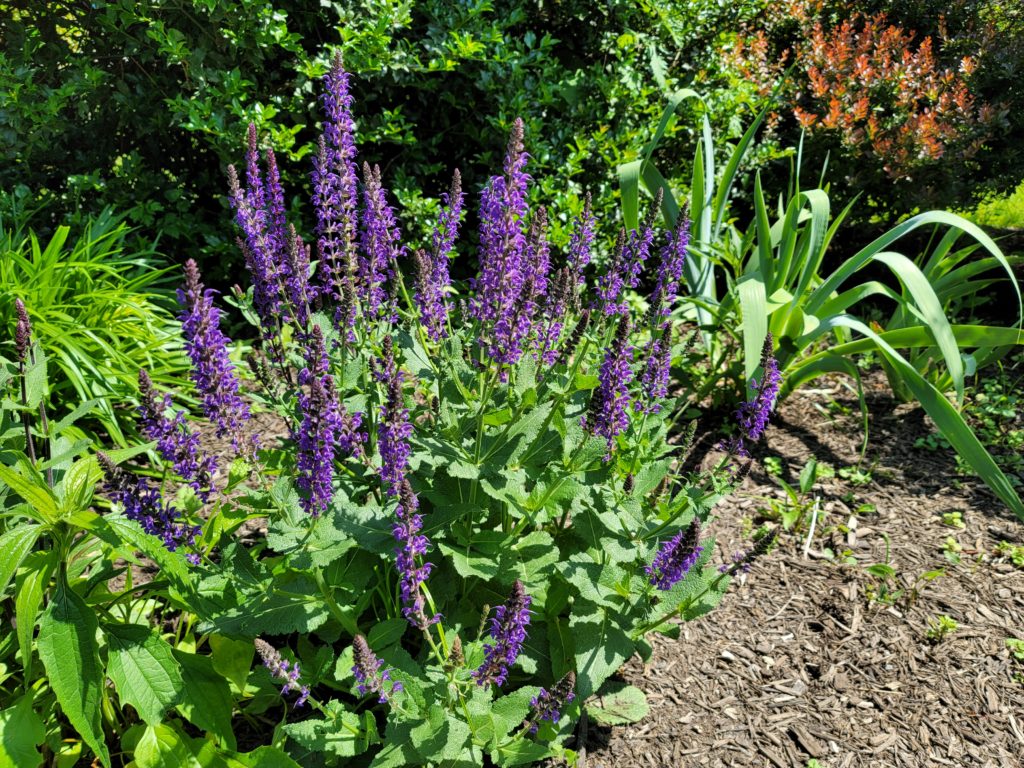 Growing and caring of Salvia nemorosa: Caradonna