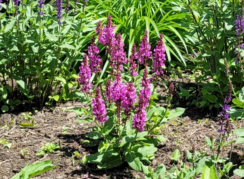 Salvia Pink Friesland