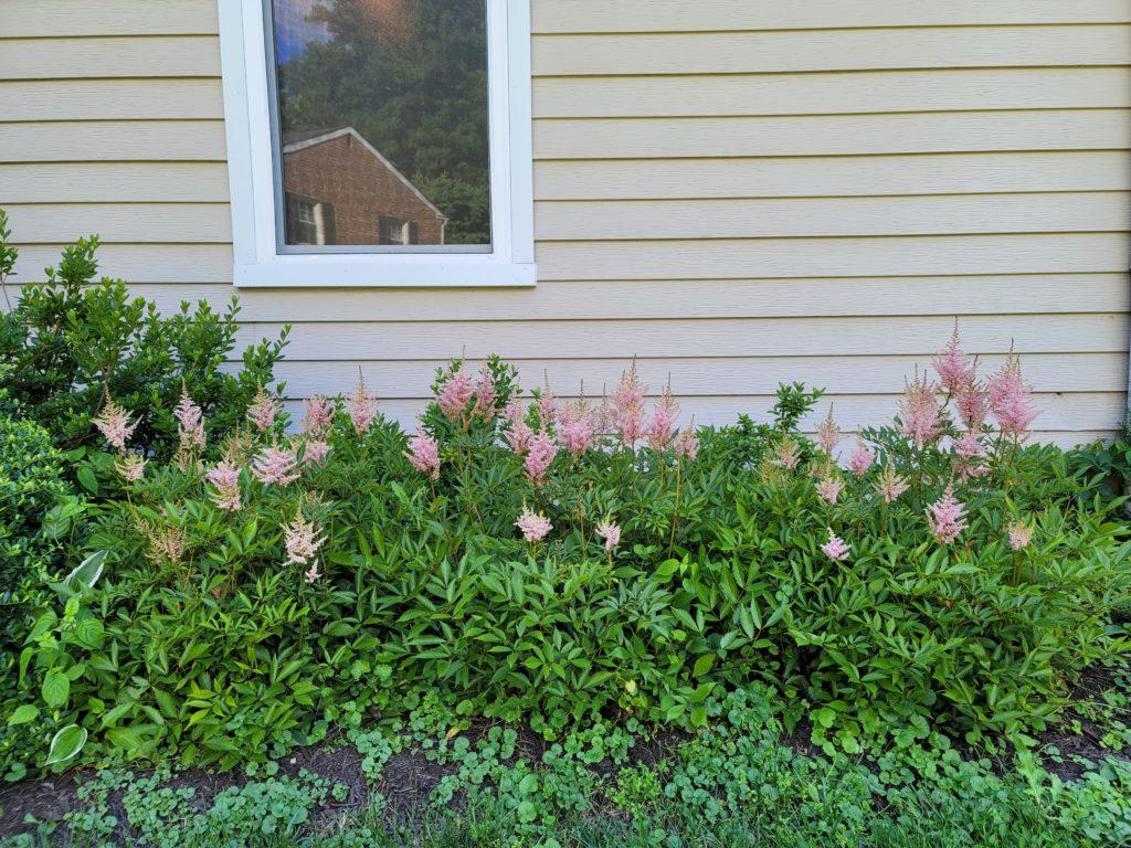 Astilbes