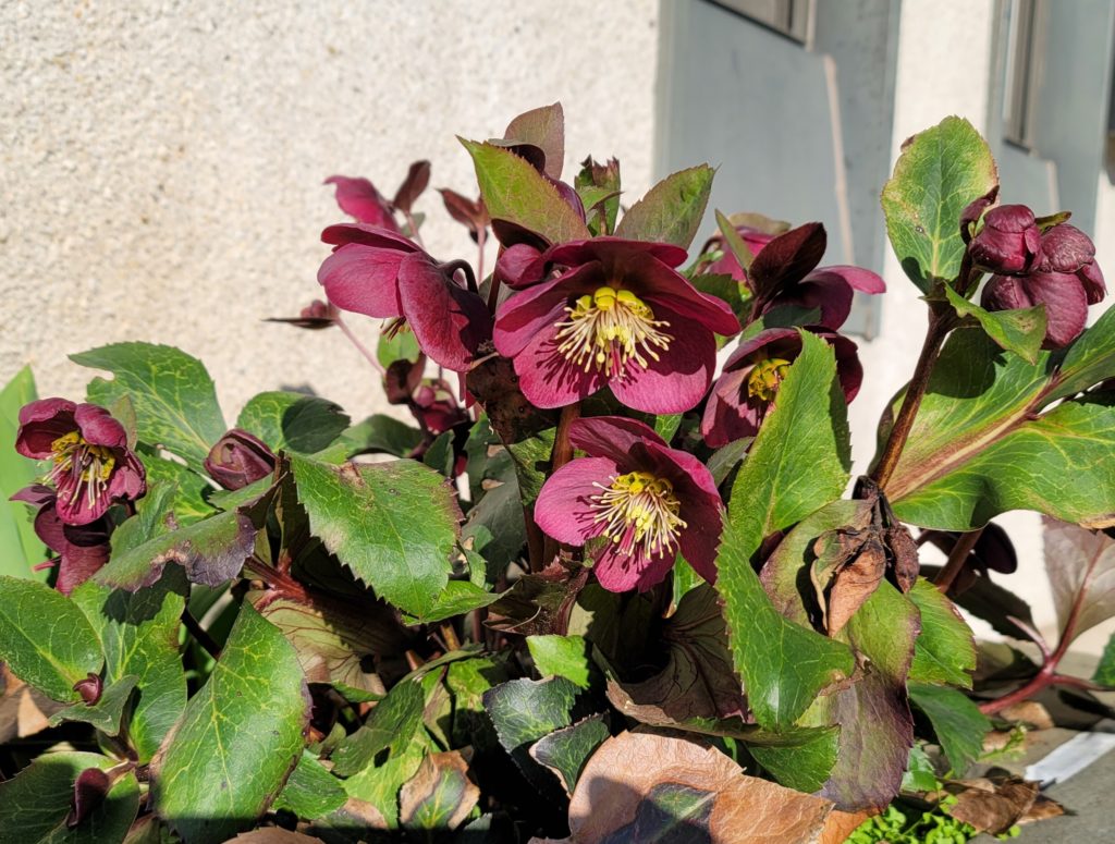 Deer resistant perennials: Lenten Rose