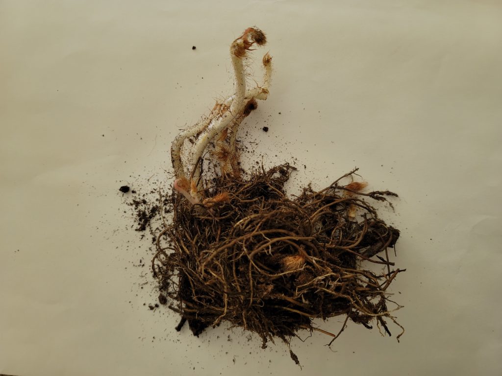Astilbe bare root
