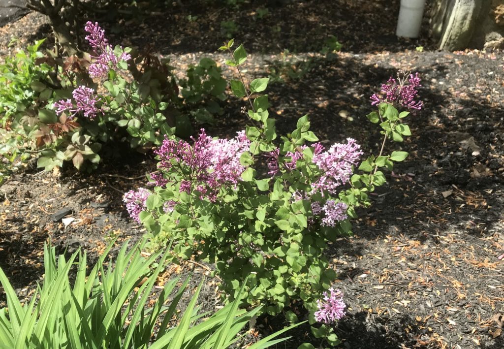 Propagation by air layering: a new Boomerang Lilac in the second spring