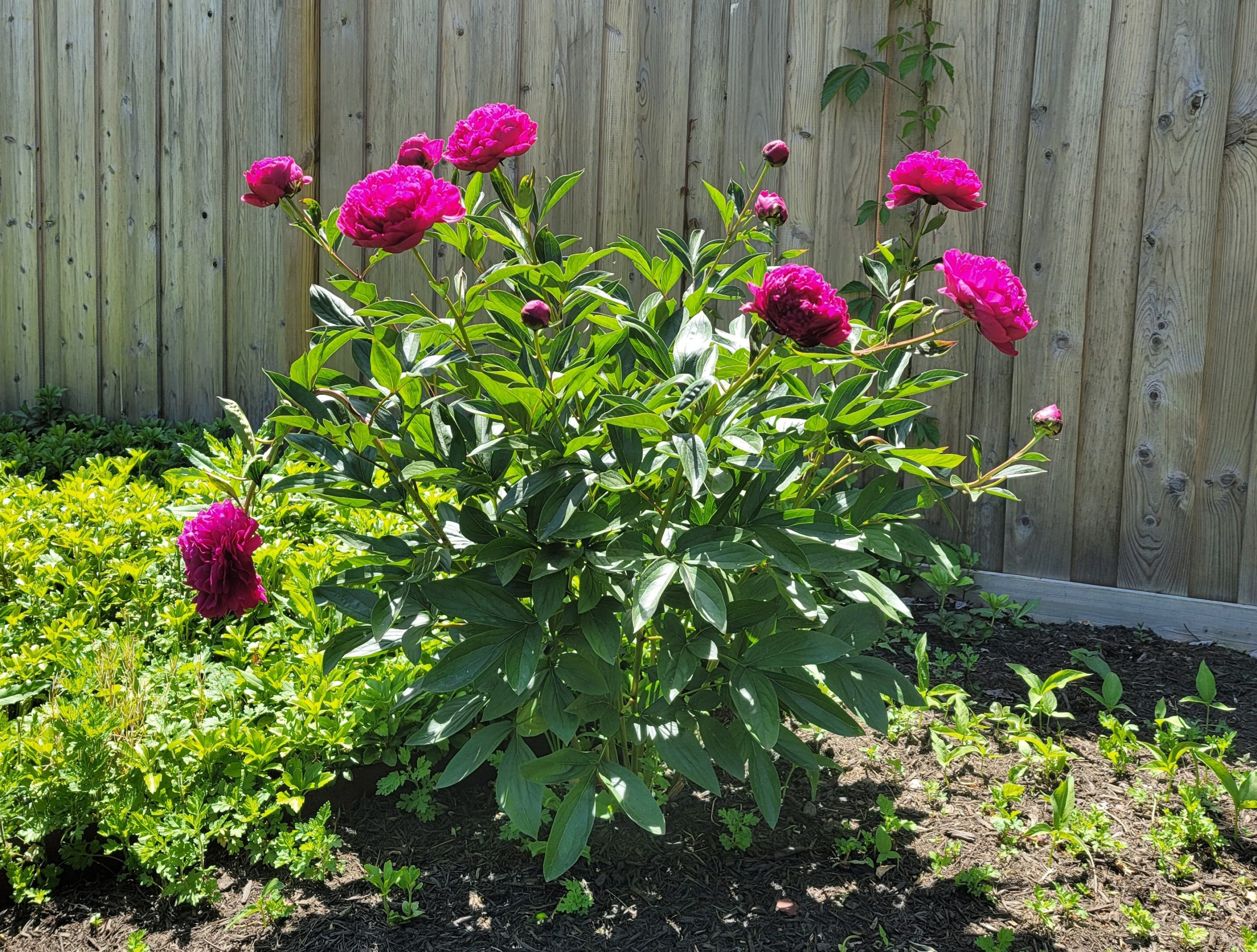 Red peony