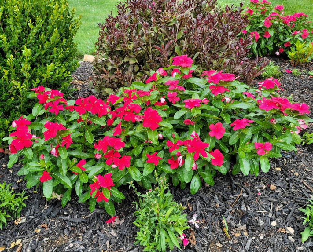 Deer resistant annuals: Vinca