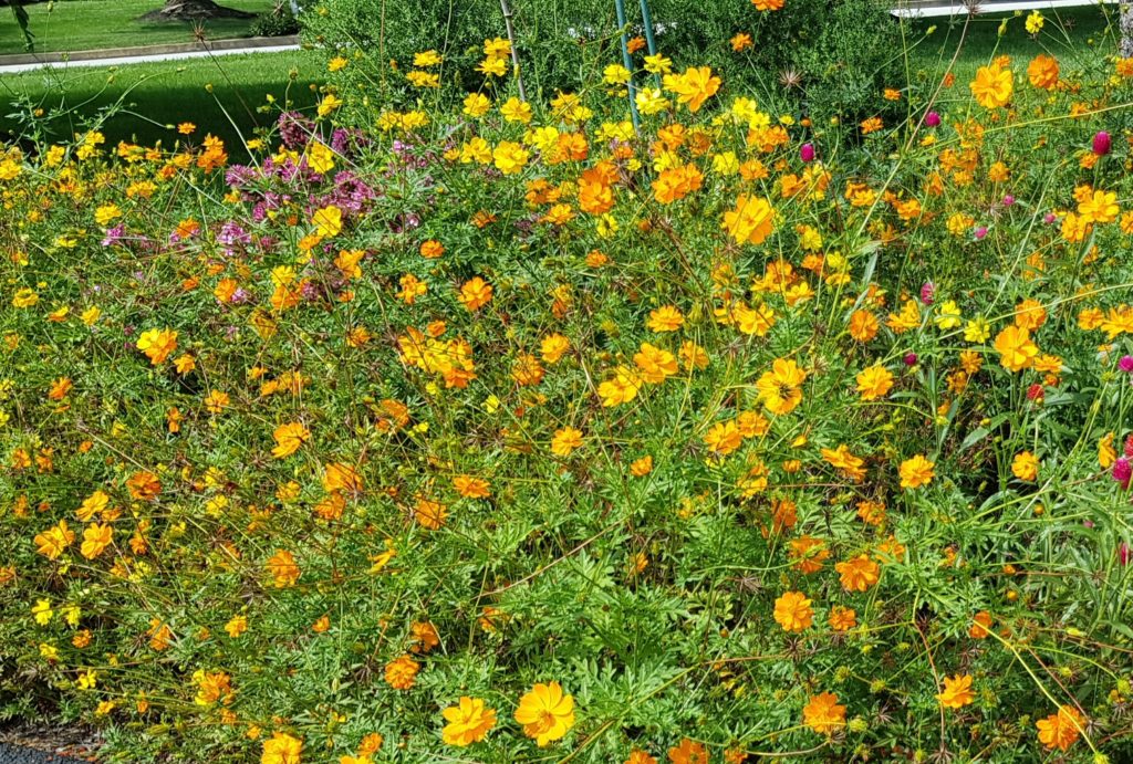 Deer resistant annuals: Cosmos