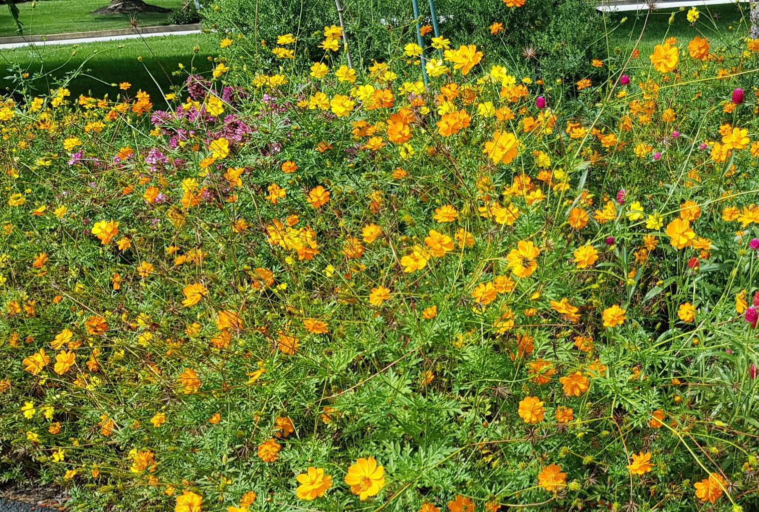 List of recommended deer resistant annuals for the Northeast