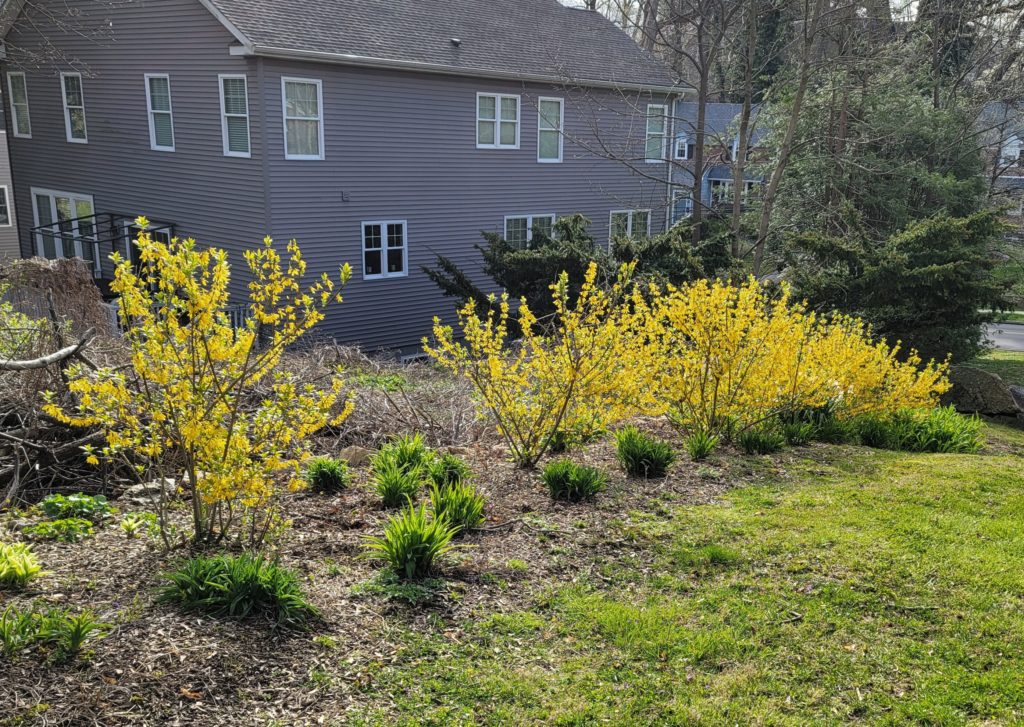 Forsythia suckers