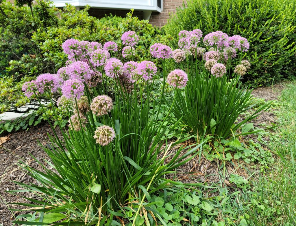 Allium 'Millenium'