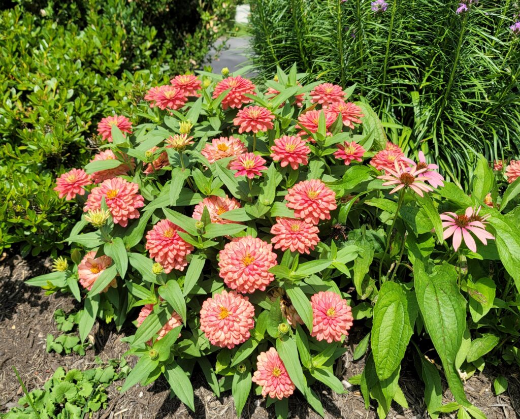 Zinnia