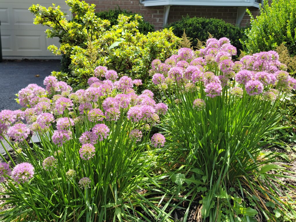 Millenium Allium